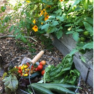 BT Harvest BT Harvest